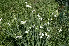 Frühling 1619.webp