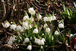 Frühling0816.JPG