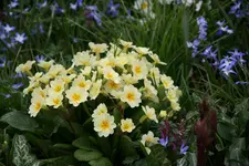 Frühling1916.webp