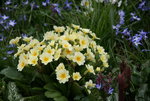 Frühling1916.JPG