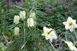 frühling3017.JPG