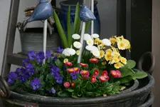 frühling3117.webp