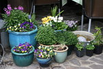 frühling3517.JPG