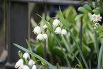 frühling4218.JPG