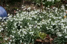 frühling5119.webp