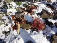 Aesculus hippocastanum monstrosa_06.02.2020.JPG