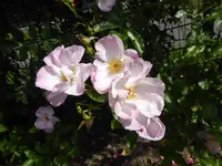 P1130254Rosenprofessor Sieben.webp