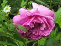 IMG_1361.JPG