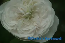 Mdm Hardy Damaszenser Hardy 1832.jpg Mdm Hardy Damaszenser Hardy 1832.jpg