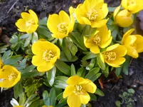 Winterlinge 1.webp