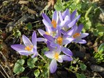 Krokus 1.jpg