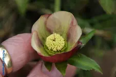 H.o.Frühlingsüberraschung.webp