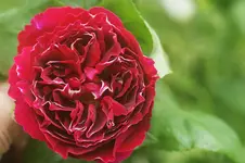 Baron Girod de`l ain Remontant Austin1790.JPG Baron Girod de`l ain Remontant Austin1790.JPG