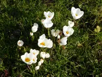 P1150174Krokus.JPG