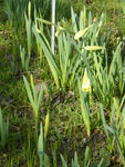 P1150177Narcissen.JPG