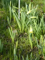 P1150177Narcissen.webp