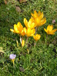 P1150179Krokus.JPG