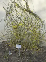 P1150183Winterjasmin.webp