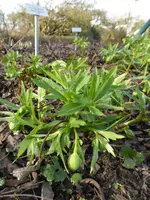 P1150202Nieswurz.webp