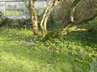 P1150205Winterlinge.JPG