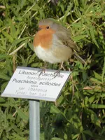 P1150210Rotkehlchen.webp
