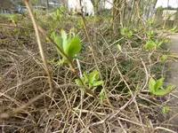 P1150215Waldgeisblatt.webp