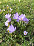 P1150172Krokus.JPG