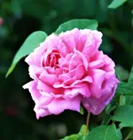 35930083_1627693774019737_6393815438714732544_o (2).webp