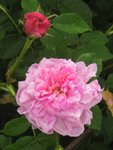 IMG_0953.JPG