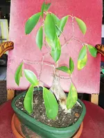 IMG_20200209_123438.webp