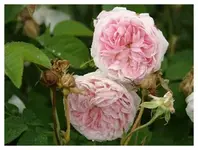 Belle Isis Parmentier 1845.webp Belle Isis Parmentier 1845.webp