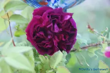 Deul de Paul Fontaine muscosa Fontaine 1873.webp Deul de Paul Fontaine muscosa Fontaine 1873.webp