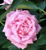 27628578_1483239541798495_7994814771378039172_o (2).webp