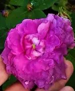 32947073_1590660657723049_3197566301052600320_o (2).webp