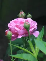 34345988_1601133350009113_4149917368421711872_n (2).webp