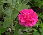 IMG_1119.JPG