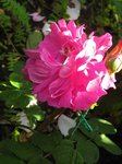 IMG_1120.JPG