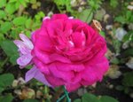 IMG_1354.JPG