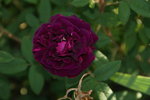 Nuits de joung  muscosa Laffay 1845.JPG