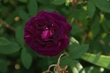 Nuits de joung muscosa Laffay 1845.JPG Nuits de joung muscosa Laffay 1845.JPG