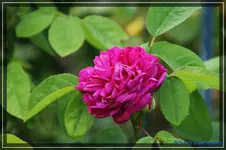 Rose de Resht Historisch Persien 1500.webp