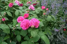 Rose  Rose de Resht 0119.webp