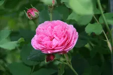 Rose Louse Odier0719.webp