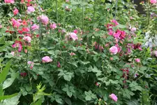 Rose Louse Odier0819.webp