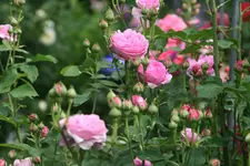 Rose Louse Odier0919.webp