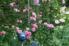 Rose Louse Odier1019.webp