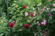 Rose Alfred Colomb0117.webp