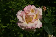 Gloria Dei Strauchr. Meilland 1945 (2).JPG