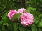 IMG_0347.JPG
