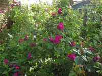 IMG_0161.JPG